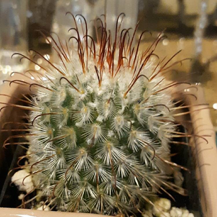 Plant image Mammillaria bombycina