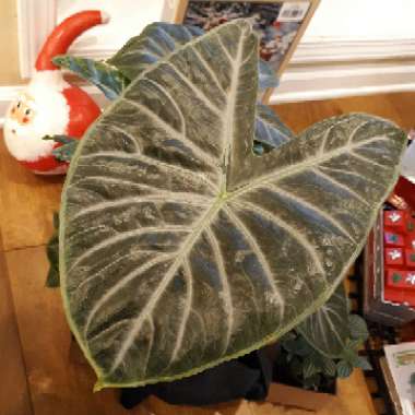 Alocasia 'Ivory Coast'