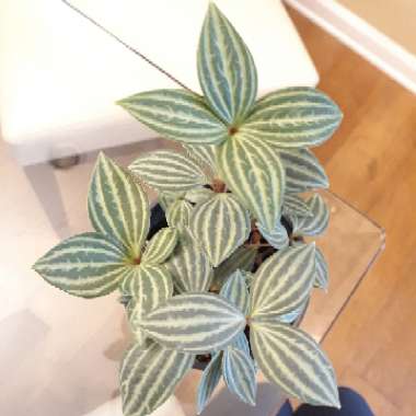 Peperomia puteolata