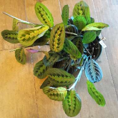 Maranta leuconeura 'Fascinator Tricolour'