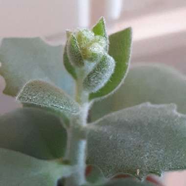 Kalanchoe millottii