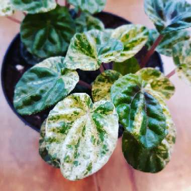 Peperomia Caperata Variegata