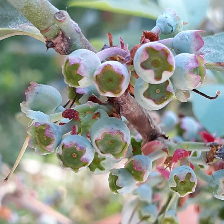 Plant image Vaccinium corymbosum 'Climax'