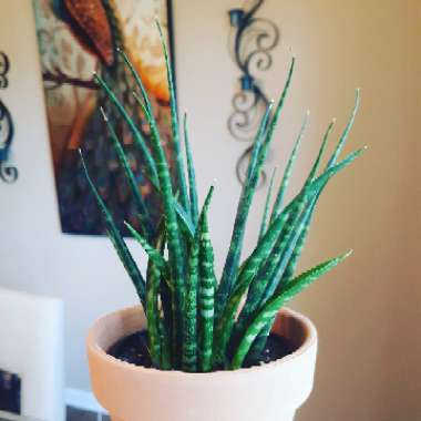 Sansevieria bacularis 'Mikado'