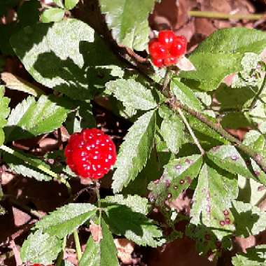 Rubus fruticosus