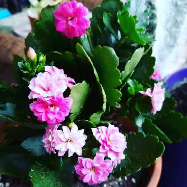 Kalanchoe blossfeldiana Pink Queen