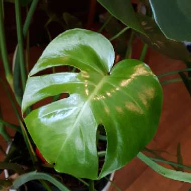 Monstera deliciosa