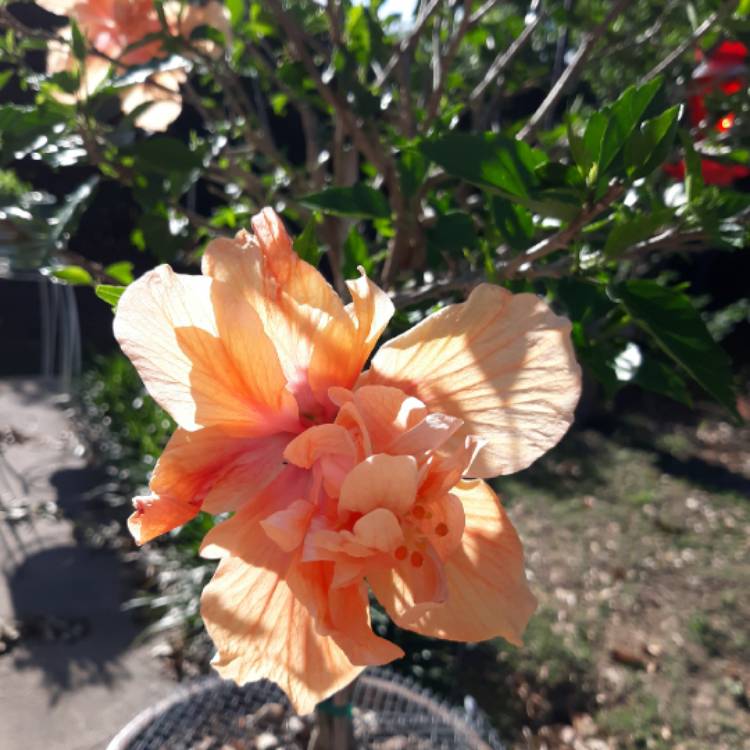 Plant image Hibiscus rosa-sinensis 'Apricot Brandy'