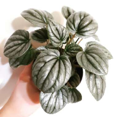 Peperomia 'Frost'