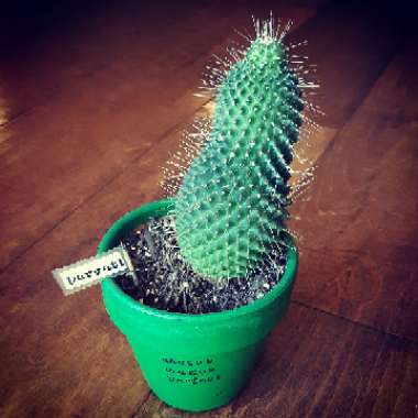 Mammillaria spinosissima 'Un Pico'