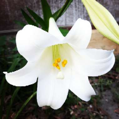 Lilium longiflorum