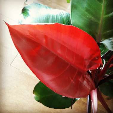 Philodendron 'Rojo Congo' syn. Philodendron 'Congo Rojo', Philodendron 'Red Congo'