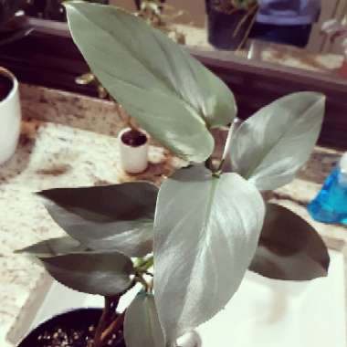 Philodendron hastatum syn. Philodendron 'Silver Sword'