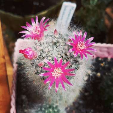 Mammillaria bocasana 'Roseiflora'