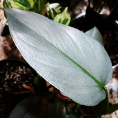 Philodendron hastatum syn. Philodendron 'Silver Sword'