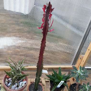 Euphorbia trigona rubra