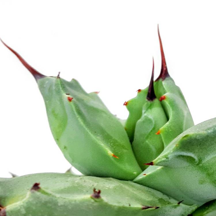 Plant image Agave Potatorum var, Verschaffeltii