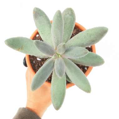 Pachyphytum fittkaui