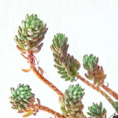 Sedum sediforme 'Kent Belle'