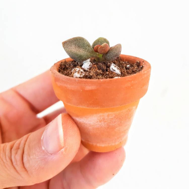 Plant image Adromischus 'Marianiae Little Spheroid'