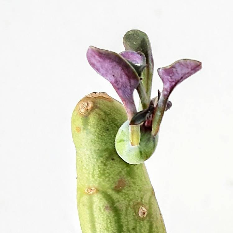 Plant image Senecio articulatus var. globosa