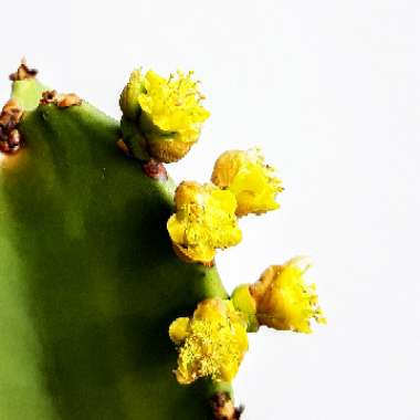 Euphorbia Ingens