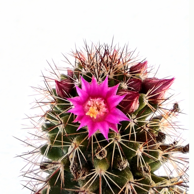 Plant image Mammillaria Compressa