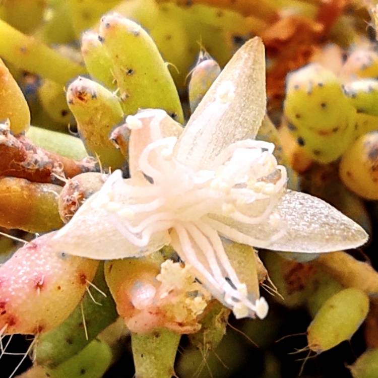 Plant image Rhipsalis burchelli