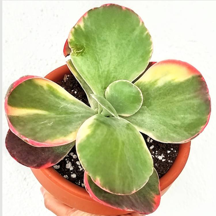 Plant image Kalanchoe Thyrsiflora Variegated