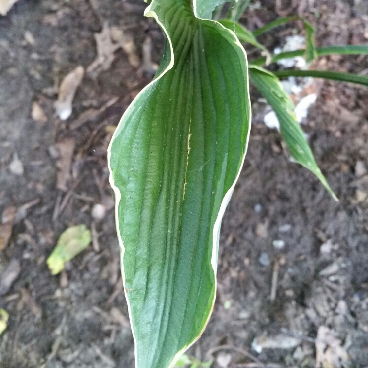 Plant image Hosta 'Praying Hands'