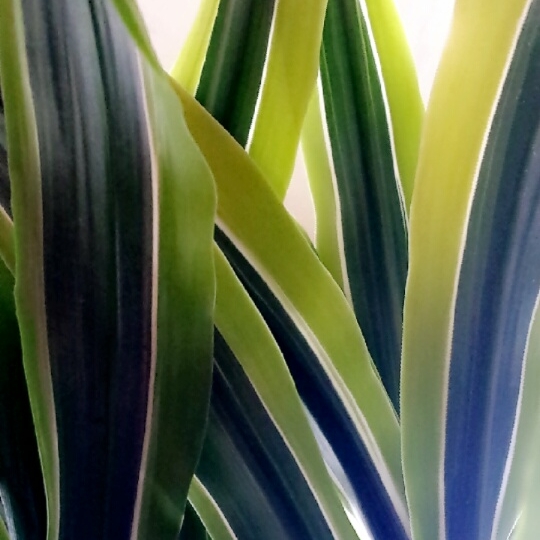 Plant image Dracaena fragrans 'Limelight' syn. D. deremensis 'Limelight'