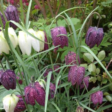 Snake's Head Fritillary