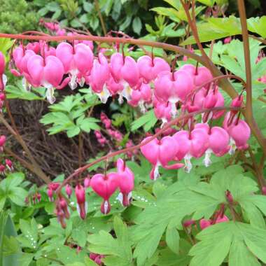 Bleeding Heart 'King of Hearts'