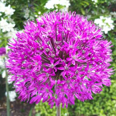 Allium 'Purple Sensation'