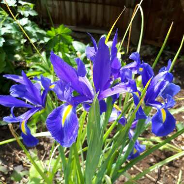 Dutch Iris 'Sapphire Beauty'