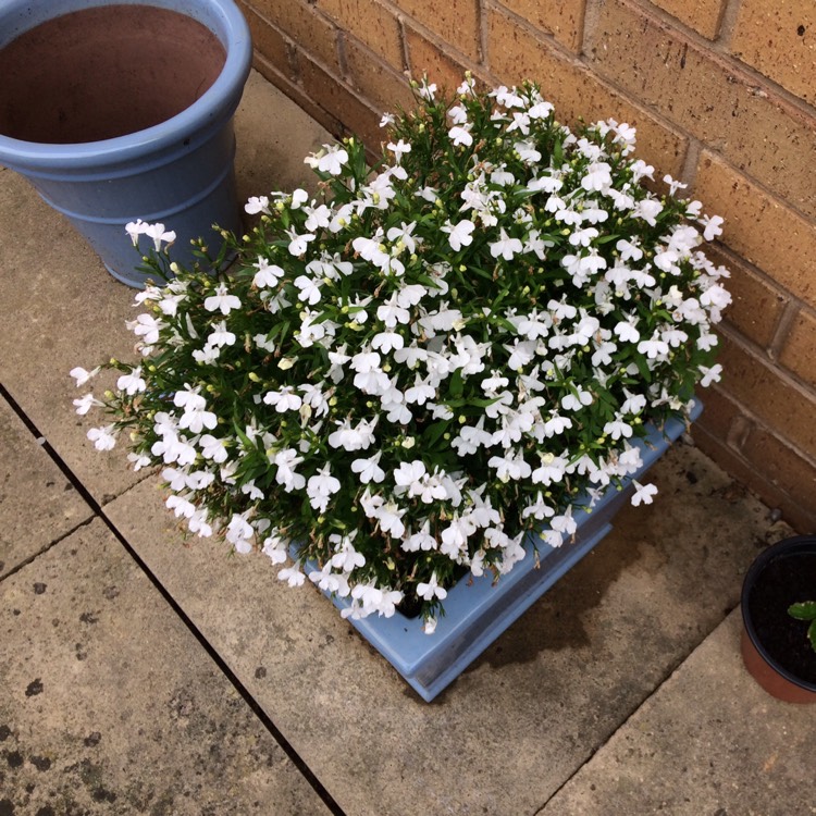 Plant image Lobelia x gerardii 'Vedrariensis'