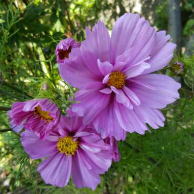 Cosmea