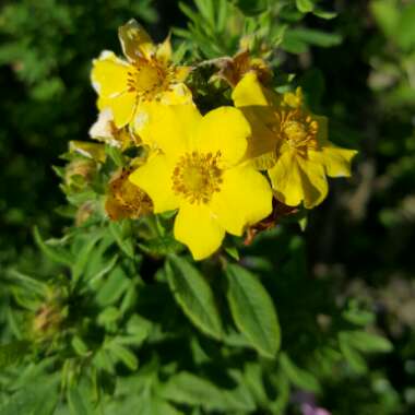 Shrubby cinquefoil  'Mango Tango'