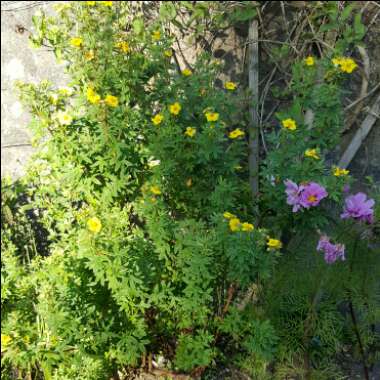 Shrubby cinquefoil  'Mango Tango'