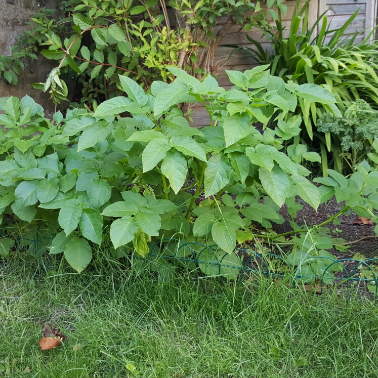 Plant image Solanum tuberosum 'Maris Bard'