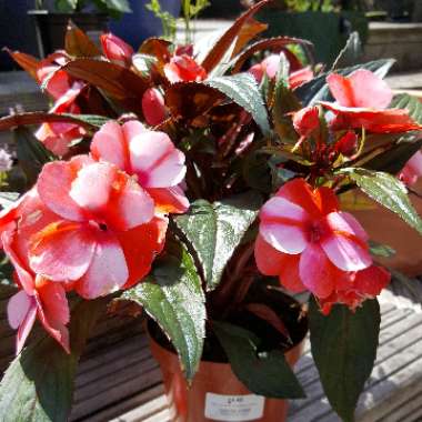 New Guinea Impatiens