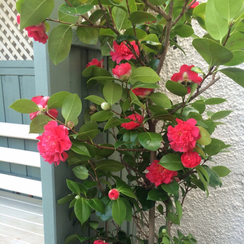 Camellia 'Pink'