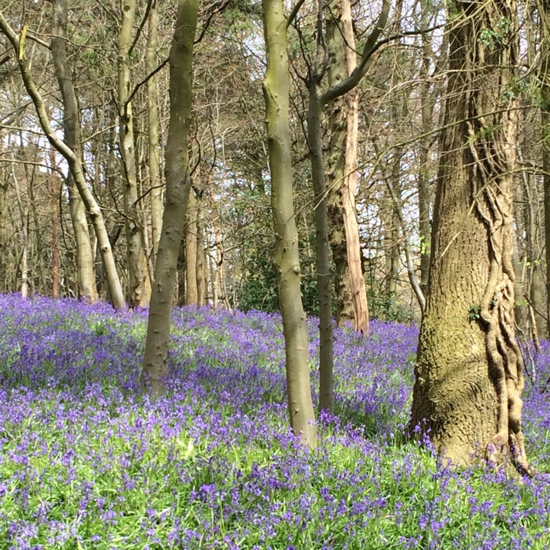 English Bluebell