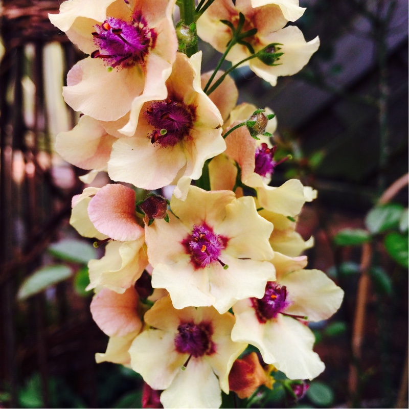 Plant image Verbascum x hybrida 'Southern Charm'