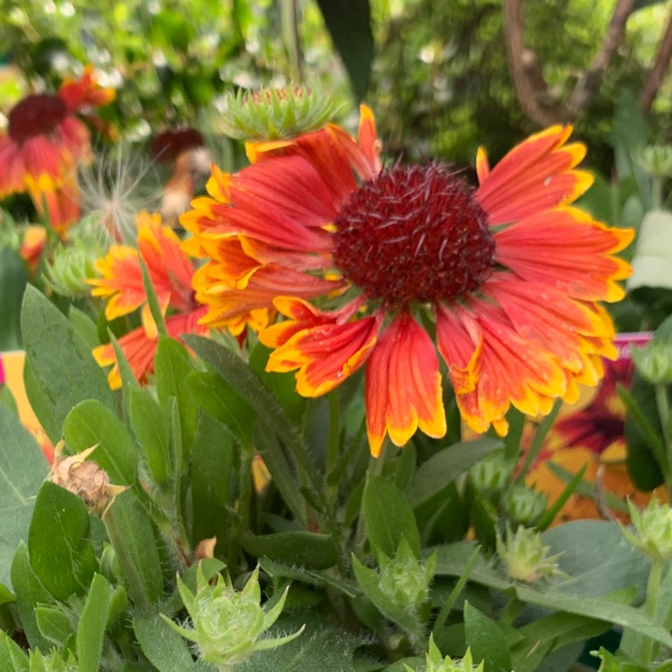 Plant image Gaillardia x grandiflora 'Sunset Cutie' (Sunset Dwarf Series)