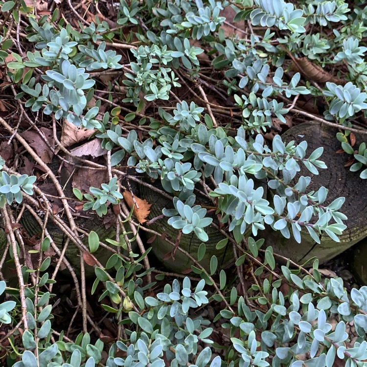 Plant image Sedum Brevifolium