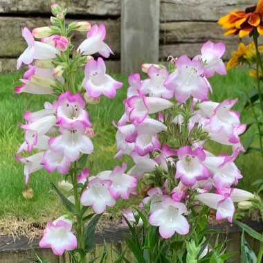 Beardtongue 'Laura'