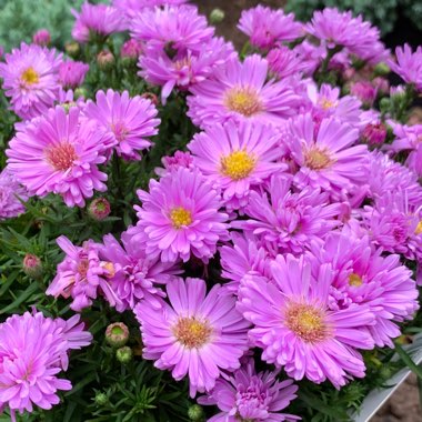 Aster