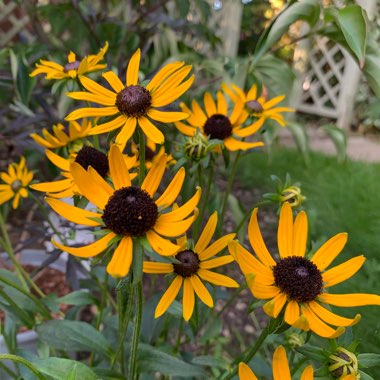 Coneflower 'Little Goldstar'