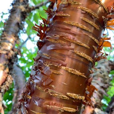 Tibetan Cherry